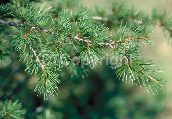 Purple blooms; Brown blooms; Evergreen; Needles or needle-like leaf