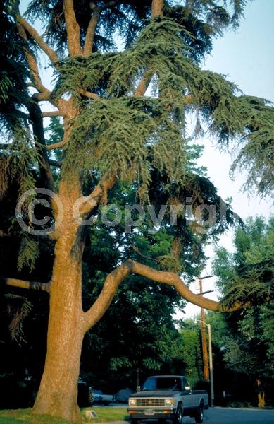 Purple blooms; Brown blooms; Evergreen; Needles or needle-like leaf