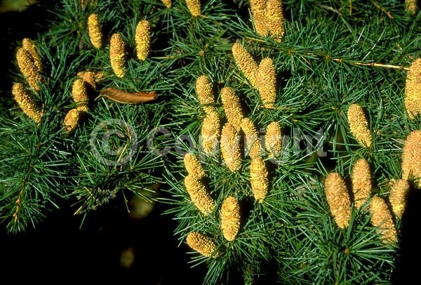 Purple blooms; Brown blooms; Evergreen; Needles or needle-like leaf