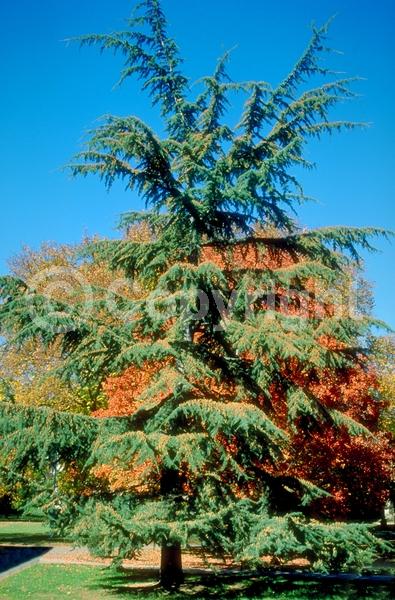 Purple blooms; Brown blooms; Evergreen; Needles or needle-like leaf