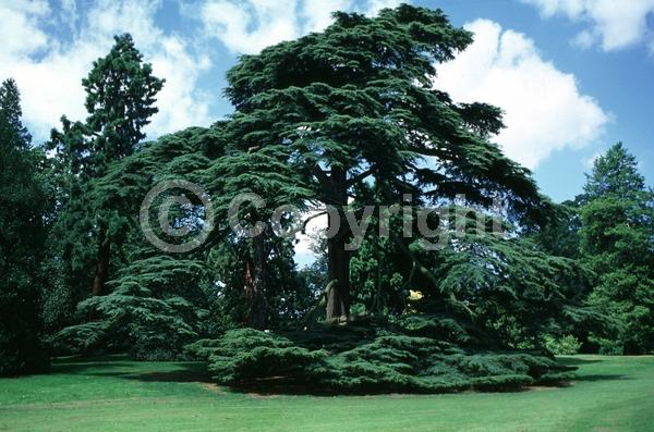 Purple blooms; Brown blooms; Evergreen; Needles or needle-like leaf
