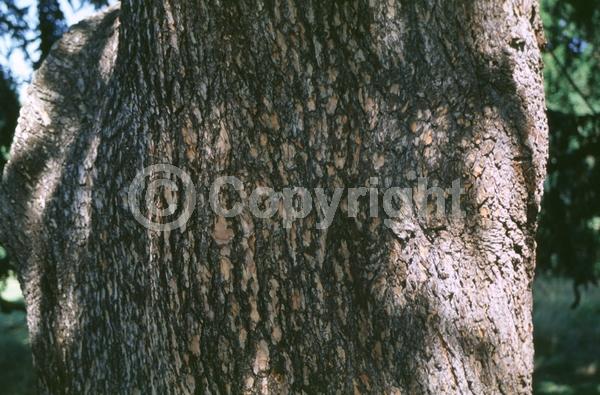 Unknown blooms; Evergreen; Needles or needle-like leaf