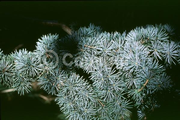Unknown blooms; Evergreen; Needles or needle-like leaf