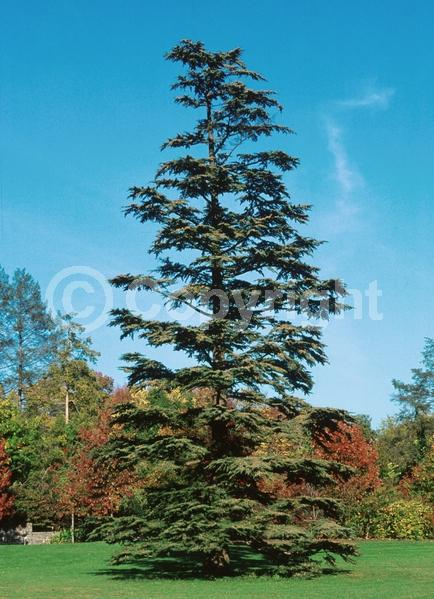 Unknown blooms; Evergreen; Needles or needle-like leaf