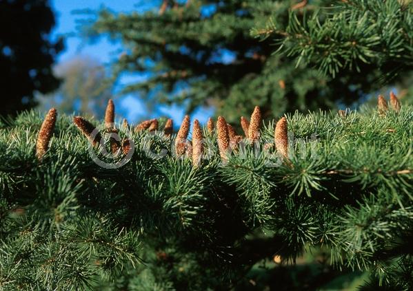 Unknown blooms; Evergreen; Needles or needle-like leaf