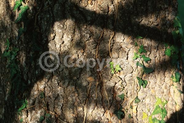Unknown blooms; Evergreen; Needles or needle-like leaf