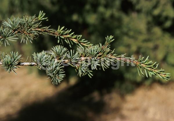 Unknown blooms; Evergreen; Needles or needle-like leaf