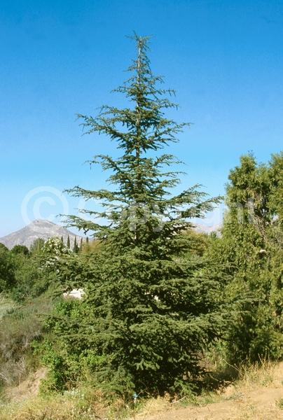 Unknown blooms; Evergreen; Needles or needle-like leaf
