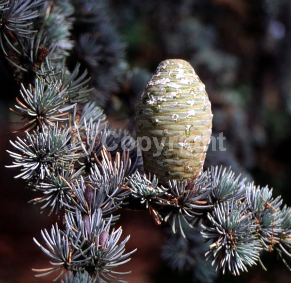 Unknown blooms; Evergreen; Needles or needle-like leaf