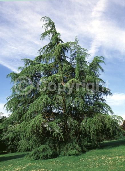 Unknown blooms; Evergreen; Needles or needle-like leaf