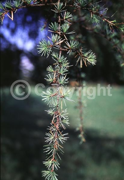 Unknown blooms; Evergreen; Needles or needle-like leaf