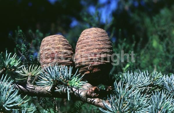 Unknown blooms; Evergreen; Needles or needle-like leaf