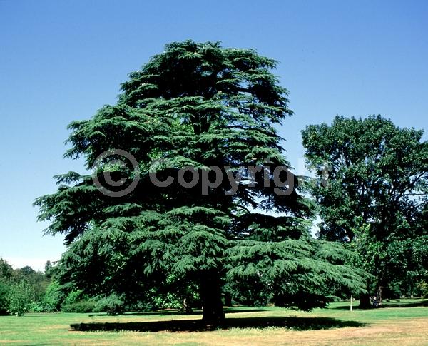 Purple blooms; Brown blooms; Evergreen; Needles or needle-like leaf