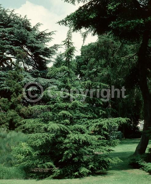Unknown blooms; Evergreen; Needles or needle-like leaf