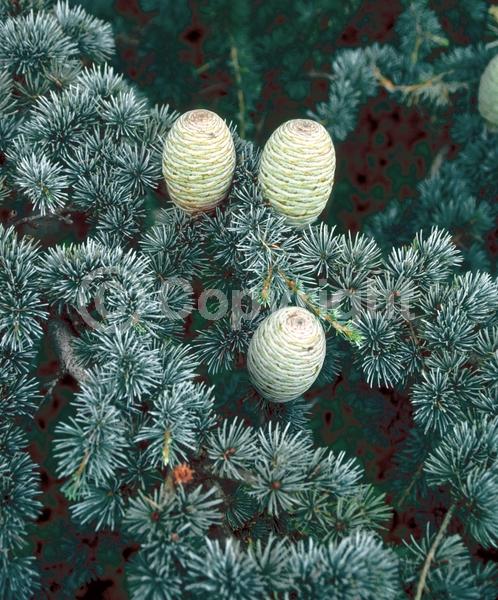 Unknown blooms; Evergreen; Needles or needle-like leaf