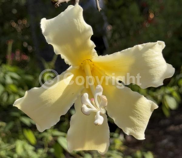 Yellow blooms; White blooms; Deciduous; Broadleaf