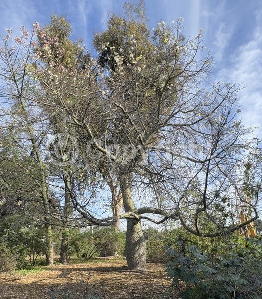 Yellow blooms; White blooms; Deciduous; Broadleaf