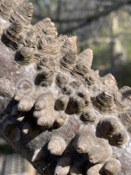 Yellow blooms; White blooms; Deciduous; Broadleaf; North American Native