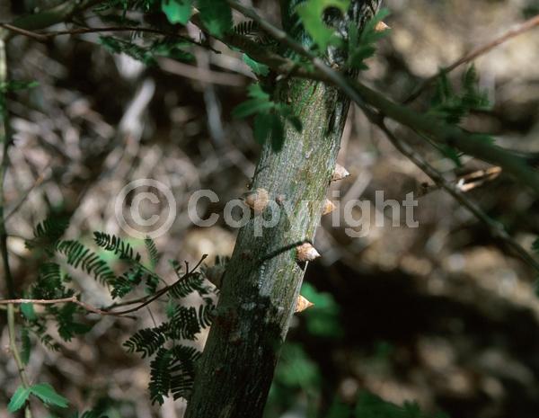 Yellow blooms; White blooms; Deciduous; Broadleaf; North American Native