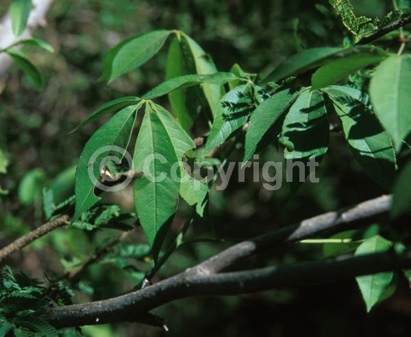 Yellow blooms; White blooms; Deciduous; Broadleaf; North American Native