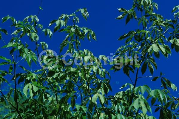 Yellow blooms; White blooms; Deciduous; Broadleaf; North American Native