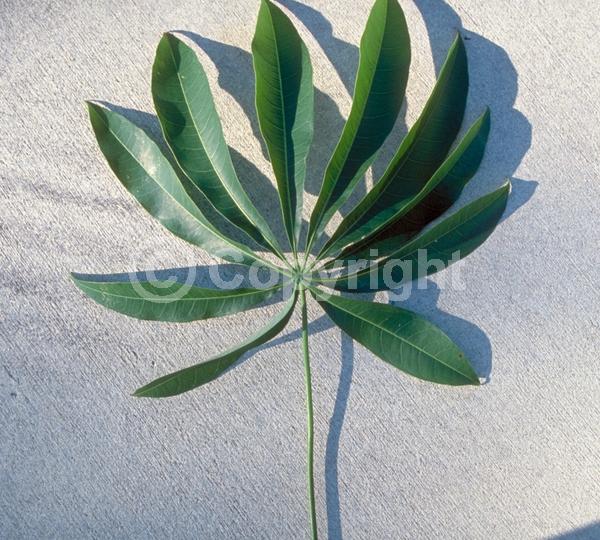 Yellow blooms; White blooms; Pink blooms; Deciduous; Broadleaf