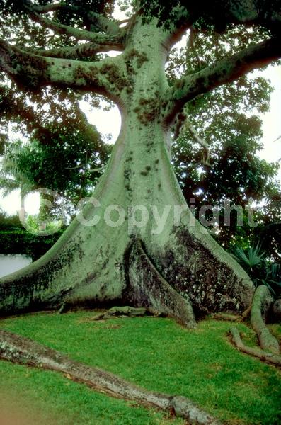 Yellow blooms; White blooms; Pink blooms; Deciduous; Broadleaf