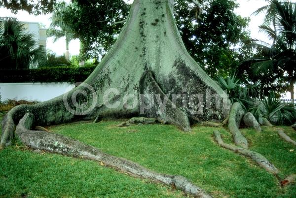 Yellow blooms; White blooms; Pink blooms; Deciduous; Broadleaf