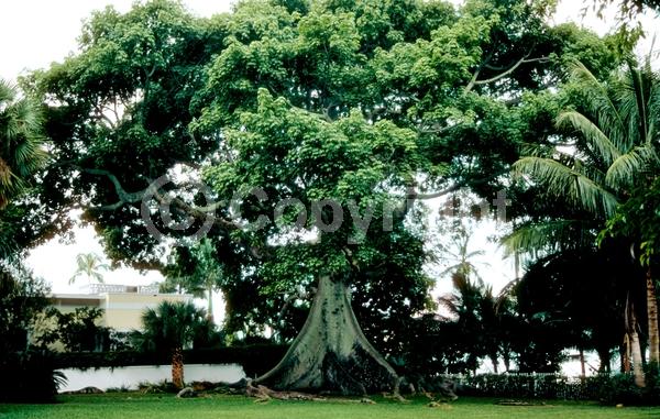 Yellow blooms; White blooms; Pink blooms; Deciduous; Broadleaf