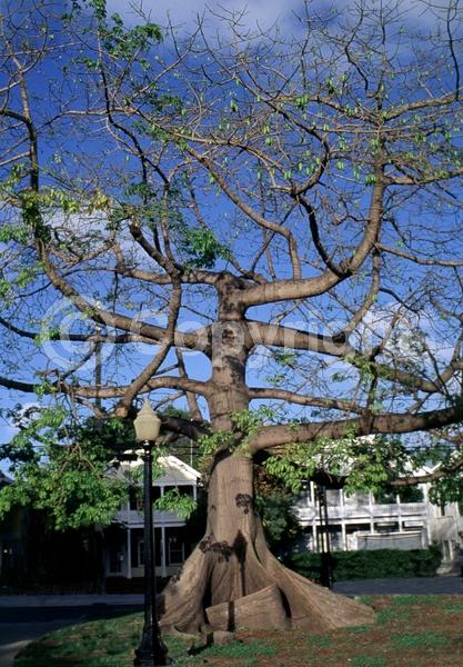 Yellow blooms; White blooms; Pink blooms; Deciduous; Broadleaf