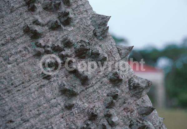 Yellow blooms; White blooms; Pink blooms; Deciduous; Broadleaf