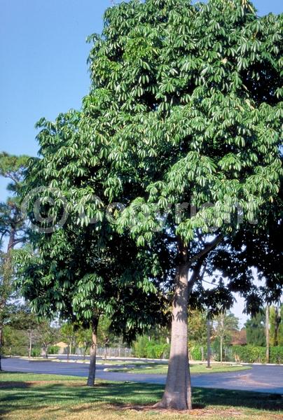 Yellow blooms; White blooms; Pink blooms; Deciduous; Broadleaf