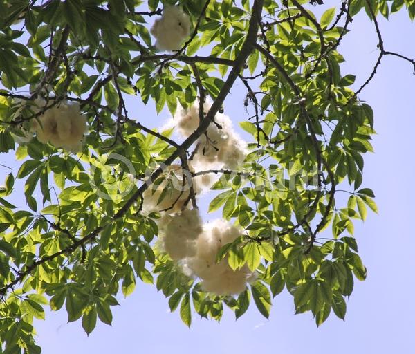 Pink blooms; Deciduous; Broadleaf