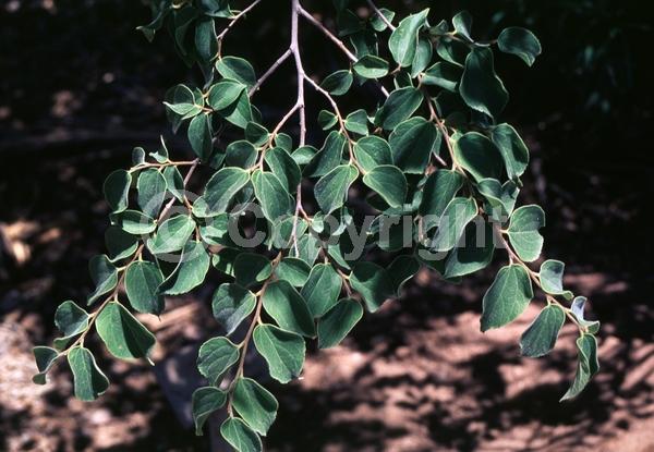Green blooms; Deciduous; Broadleaf