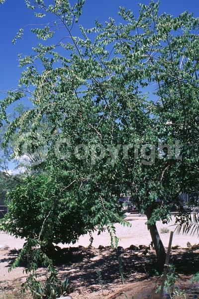 Green blooms; Deciduous; Broadleaf