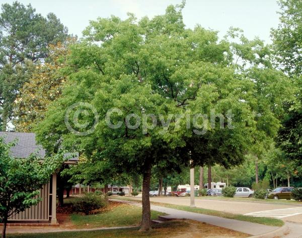 Unknown blooms; Deciduous; Broadleaf