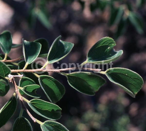 Unknown blooms; Deciduous; Broadleaf