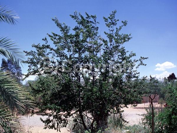 Unknown blooms; Deciduous; Broadleaf