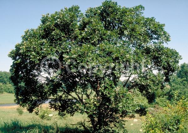 Unknown blooms; Deciduous; Broadleaf