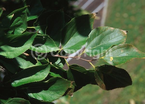 Unknown blooms; Deciduous; Broadleaf