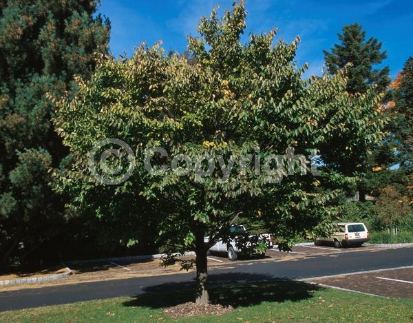 Unknown blooms; Deciduous; Broadleaf