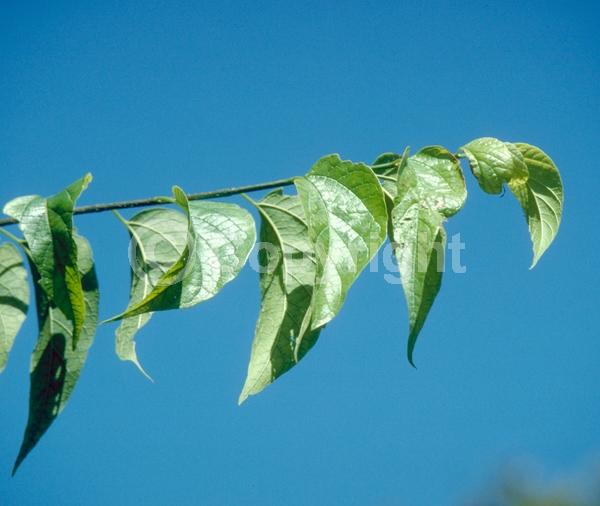 Green blooms; Deciduous; Broadleaf