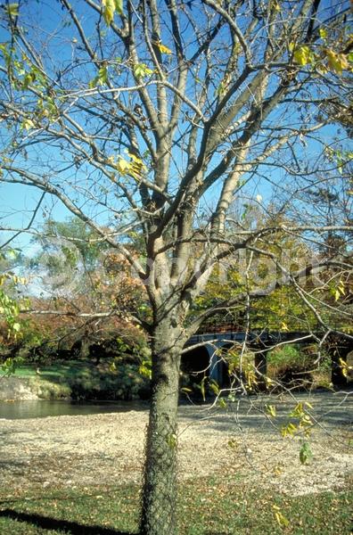 Green blooms; Deciduous; Broadleaf