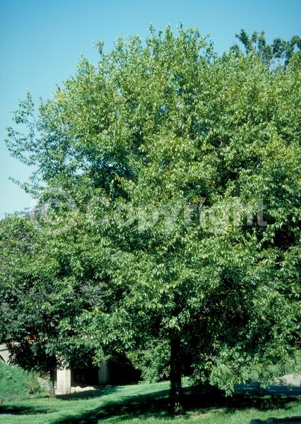 Green blooms; Deciduous; Broadleaf