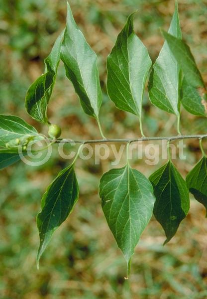 Green blooms; Deciduous; Broadleaf; North American Native