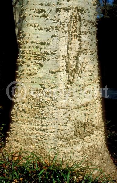 Green blooms; Deciduous; Broadleaf; North American Native
