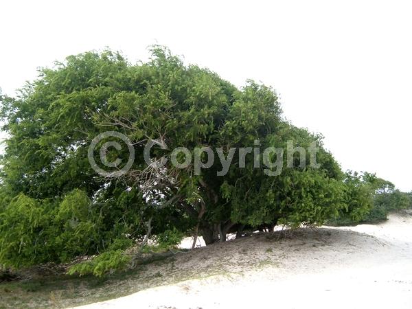 Green blooms; Deciduous; Broadleaf; North American Native