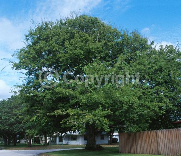 Green blooms; Deciduous; Broadleaf; North American Native