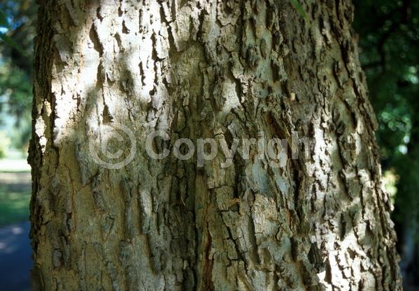 Green blooms; Deciduous; Broadleaf; North American Native