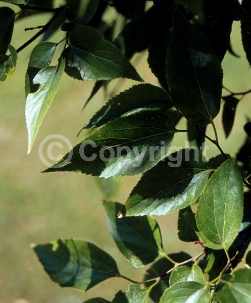 Green blooms; Deciduous; Broadleaf; North American Native